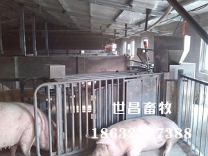 母豬全自動思維站設(shè)備批發(fā)