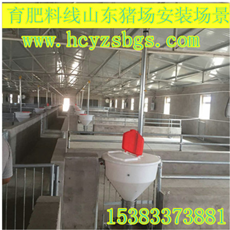 全自動(dòng)化料線喂養(yǎng)豬設(shè)備泊頭市世昌畜牧有限公司